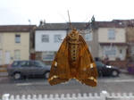 FZ019108 Moth on window.jpg